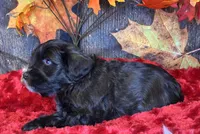 Troop, a male Miniature Schnauzer for sale in Granbury, TX – Photo 6 of 8
