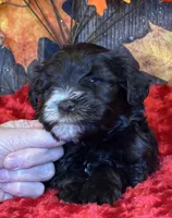 Troop, a male Miniature Schnauzer for sale in Granbury, TX – Photo 3 of 8