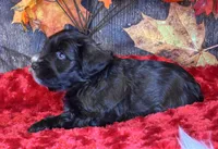 Troop, a male Miniature Schnauzer for sale in Granbury, TX – Photo 8 of 8