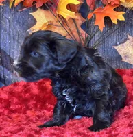 Troop, a male Miniature Schnauzer for sale in Granbury, TX – Photo 5 of 8