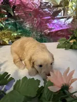 Lucy, a female Miniature Schnauzer for sale in Granbury, TX – 10 of 10