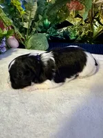 Raz, a male Miniature Schnauzer for sale in Granbury, TX – 4 of 10