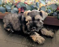 Salty, a male Miniature Schnauzer for sale in Granbury, TX – 3 of 5