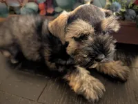 Salty, a male Miniature Schnauzer for sale in Granbury, TX – 2 of 5