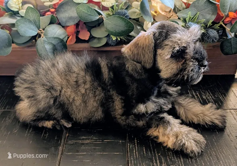 Salty – Miniature Schnauzer puppy for sale in Granbury, TX