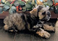 Salty, a male Miniature Schnauzer for sale in Granbury, TX – 1 of 5