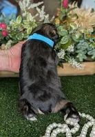 Salty, a male Miniature Schnauzer for sale in Granbury, TX – Photo 3 of 4