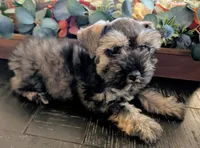 Salty, a male Miniature Schnauzer for sale in Granbury, TX – 4 of 5