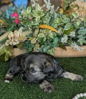 Salty, a male Miniature Schnauzer for sale in Granbury, TX – Photo 2 of 4