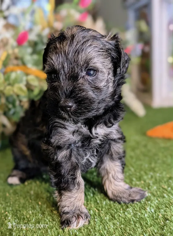 Salty – Miniature Schnauzer puppy for sale in Granbury, TX