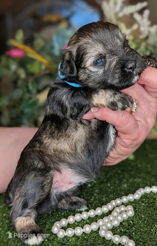 Salty – Miniature Schnauzer puppy for sale in Granbury, TX