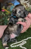 Salty, a male Miniature Schnauzer for sale in Granbury, TX – Photo 1 of 4