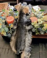 Salty, a male Miniature Schnauzer for sale in Granbury, TX – 5 of 5