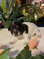 Lilly, a female Miniature Schnauzer for sale in Granbury, TX – 5 of 10