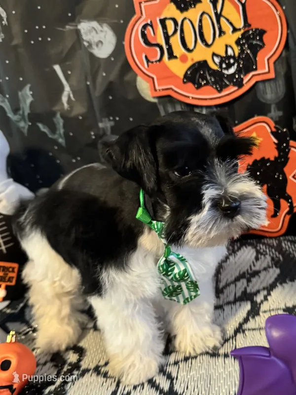 Raz – Miniature Schnauzer puppy for sale in Granbury, TX