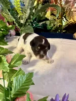 Lilly, a female Miniature Schnauzer for sale in Granbury, TX – 6 of 10