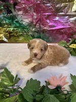 Flash, a male Miniature Schnauzer for sale in Granbury, TX – 2 of 10