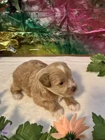 Flash, a male Miniature Schnauzer for sale in Granbury, TX – 6 of 10