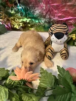 Lucy, a female Miniature Schnauzer for sale in Granbury, TX – 2 of 10