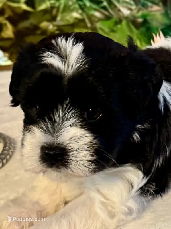 Raz – Miniature Schnauzer puppy for sale in Granbury, TX