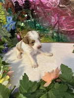 Little Doll, a female Miniature Schnauzer for sale in Granbury, TX – 9 of 9