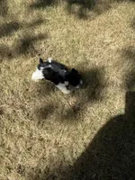 Raz, a male Miniature Schnauzer for sale in Granbury, TX – 6 of 10