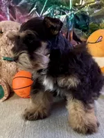 Lego, a male Miniature Schnauzer for sale in Granbury, TX – Photo 2 of 7