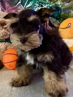 Lego, a male Miniature Schnauzer for sale in Granbury, TX – Photo 1 of 7