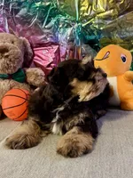 Lego, a male Miniature Schnauzer for sale in Granbury, TX – Photo 4 of 7