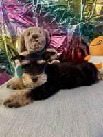 Lego, a male Miniature Schnauzer for sale in Granbury, TX – Photo 7 of 7