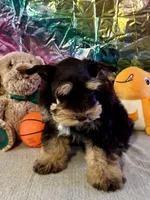 Lego, a male Miniature Schnauzer for sale in Granbury, TX – Photo 3 of 7