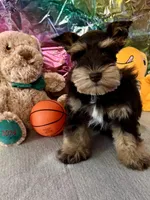 Lego, a male Miniature Schnauzer for sale in Granbury, TX – Photo 5 of 7