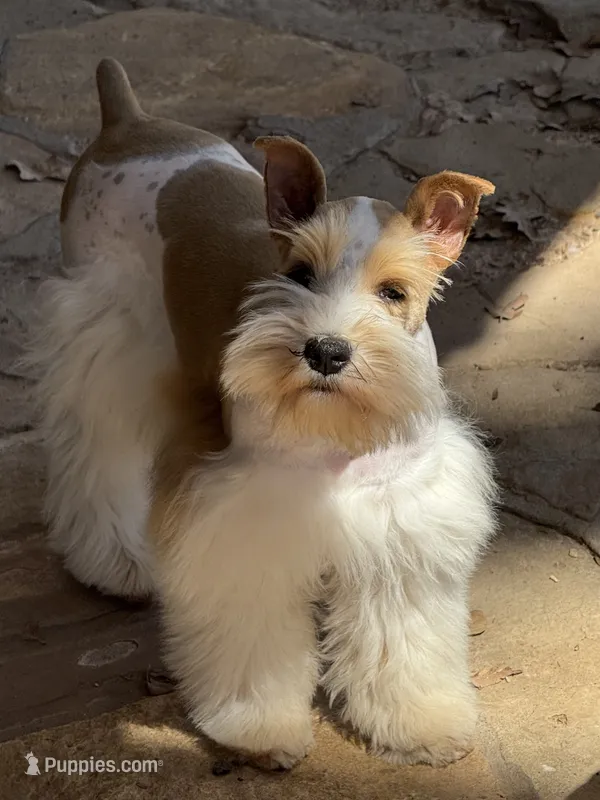 Taco – Miniature Schnauzer puppy for sale in Granbury, TX
