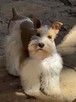 Taco, a female Miniature Schnauzer for sale in Granbury, TX – 1 of 6