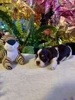Snicker, a male Miniature Schnauzer for sale in Granbury, TX – 7 of 10