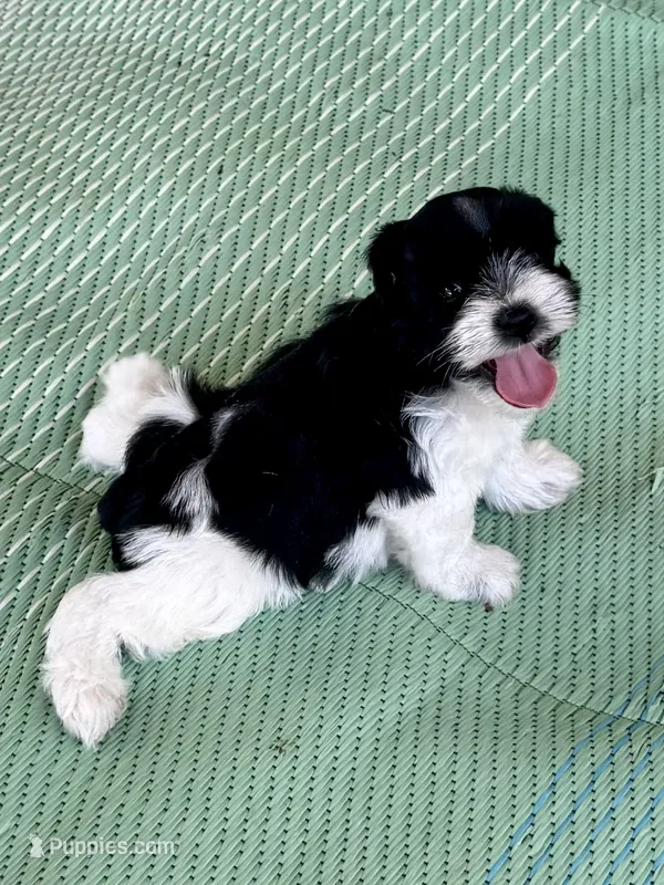 Raz – Miniature Schnauzer puppy for sale in Granbury, TX
