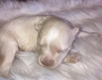 Mr Cool, a male Miniature Schnauzer for sale in Granbury, TX – Photo 3 of 3