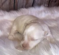 Mr Cool, a male Miniature Schnauzer for sale in Granbury, TX – Photo 2 of 3