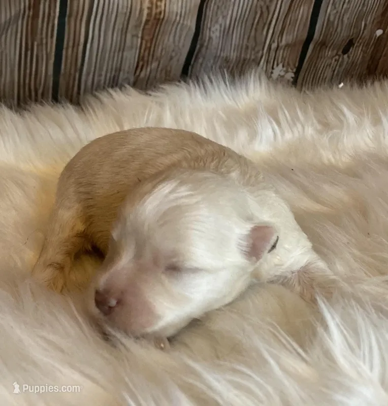 Mr Cool – Miniature Schnauzer puppy for sale in Granbury, TX