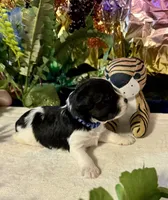 Raz, a male Miniature Schnauzer for sale in Granbury, TX – 6 of 10
