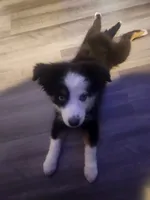 Oakley, a male Miniature Australian Shepherd for sale in Marion, IA – 2 of 4