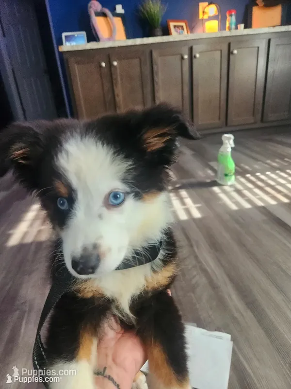 Oakley – Miniature Australian Shepherd puppy for sale in Marion, IA