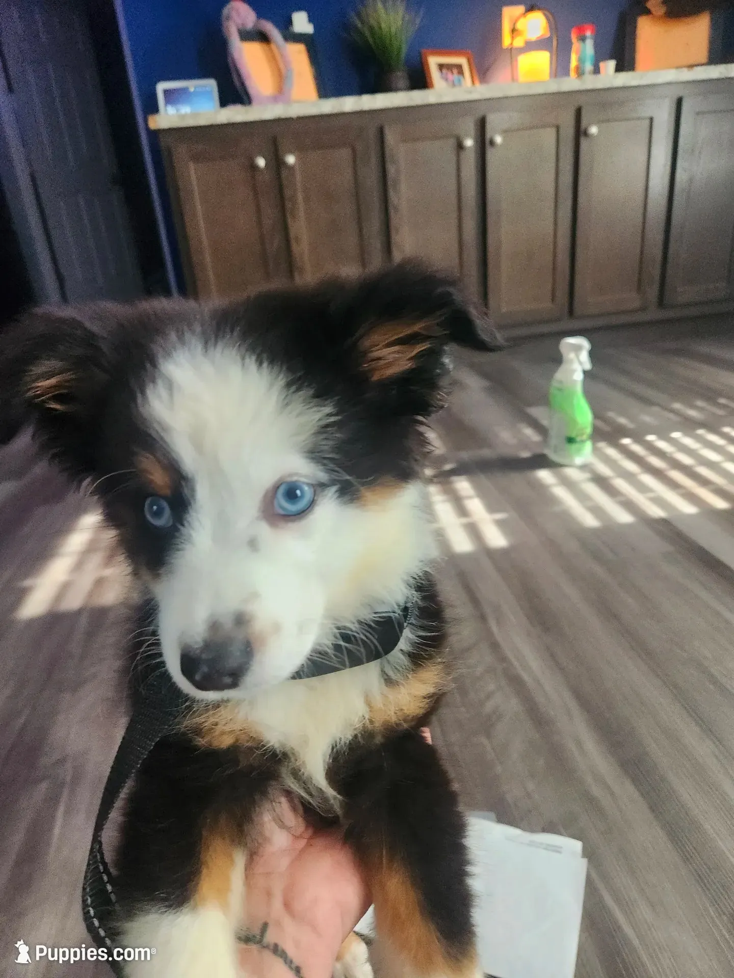 Oakley, a male Miniature Australian Shepherd for sale in Marion, IA – 1 of 4