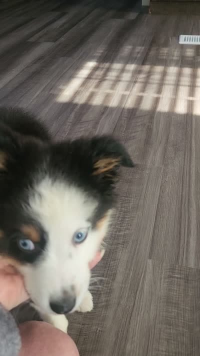 Oakley, a male Miniature Australian Shepherd for sale in Marion, IA – 4 of 4