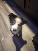Oakley, a male Miniature Australian Shepherd for sale in Marion, IA – 3 of 4