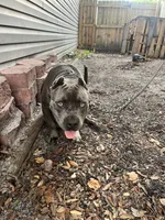 Cane, a male American Bully for sale in Palatka, FL – 2 of 5