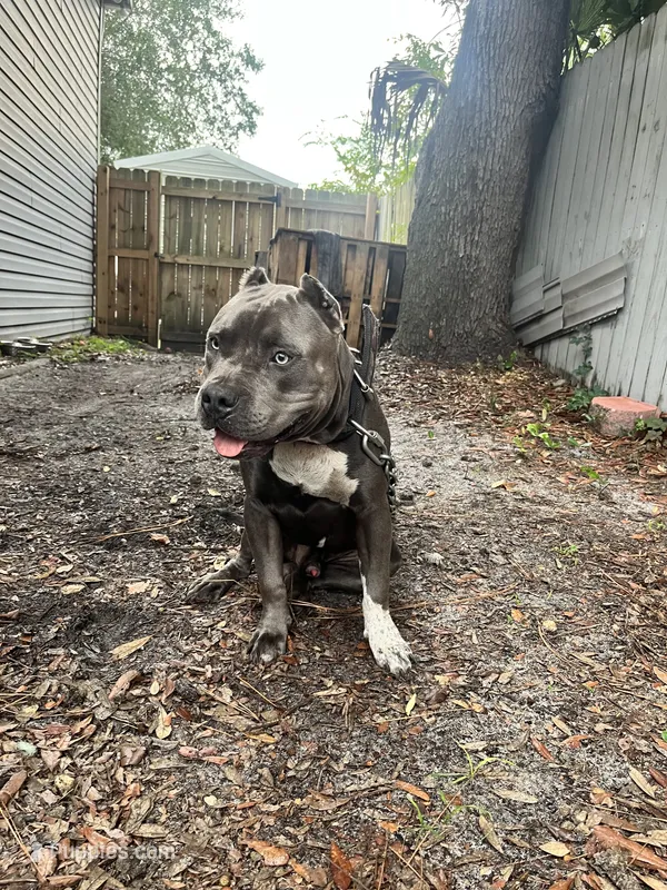 Cane, a male American Bully for sale in Palatka, FL – 1 of 5