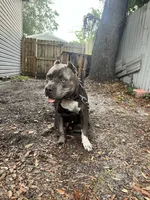 Cane, a male American Bully for sale in Palatka, FL – 1 of 5