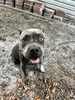 Cane, a male American Bully for sale in Palatka, FL – 3 of 5