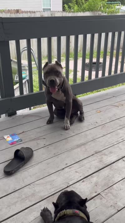 Cane, a male American Bully for sale in Palatka, FL – 5 of 5